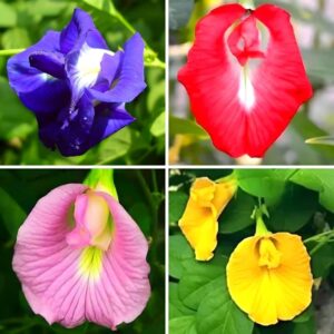 Aparajita Flower Seeds - Pea Flowers Mix Colors Mix for Home , Balcony - 30 Pcs