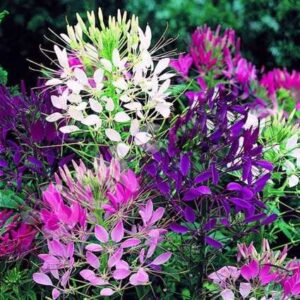 Cleome Flower Seeds – Easy-to-Grow Garden Flowers