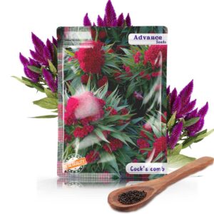 Cock’s Comb Flower Seeds – Vibrant Ornamental Garden Flowers