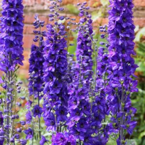 Delphinium Flower Seeds – Tall & Vibrant Garden Blooms
