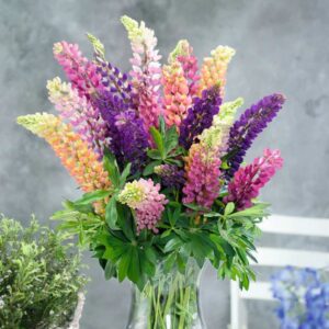 Lupin Flower Seeds – Tall, Colorful Garden Blooms