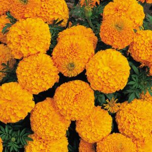 Marigold Dwarf Flower Seeds – Compact & Vibrant Garden Blooms
