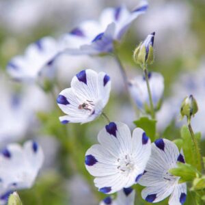 Nemophila Maculata Flower Seeds – Spotted Blue Garden Blooms