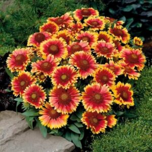 Gaillardia Flower Seeds – Bright & Hardy Garden Blooms