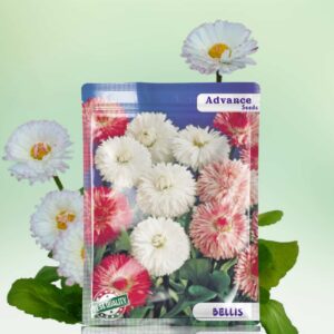 Bellis Flower Seeds – Approx. 50+ Seeds for Gardening