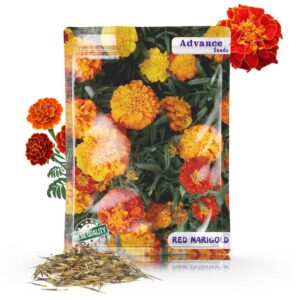 Marigold Red Flower Seeds – Vibrant & Easy-to-Grow Blooms