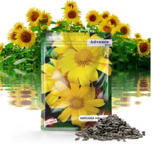 Miniature Sunflower Seeds – Compact & Vibrant Garden Blooms